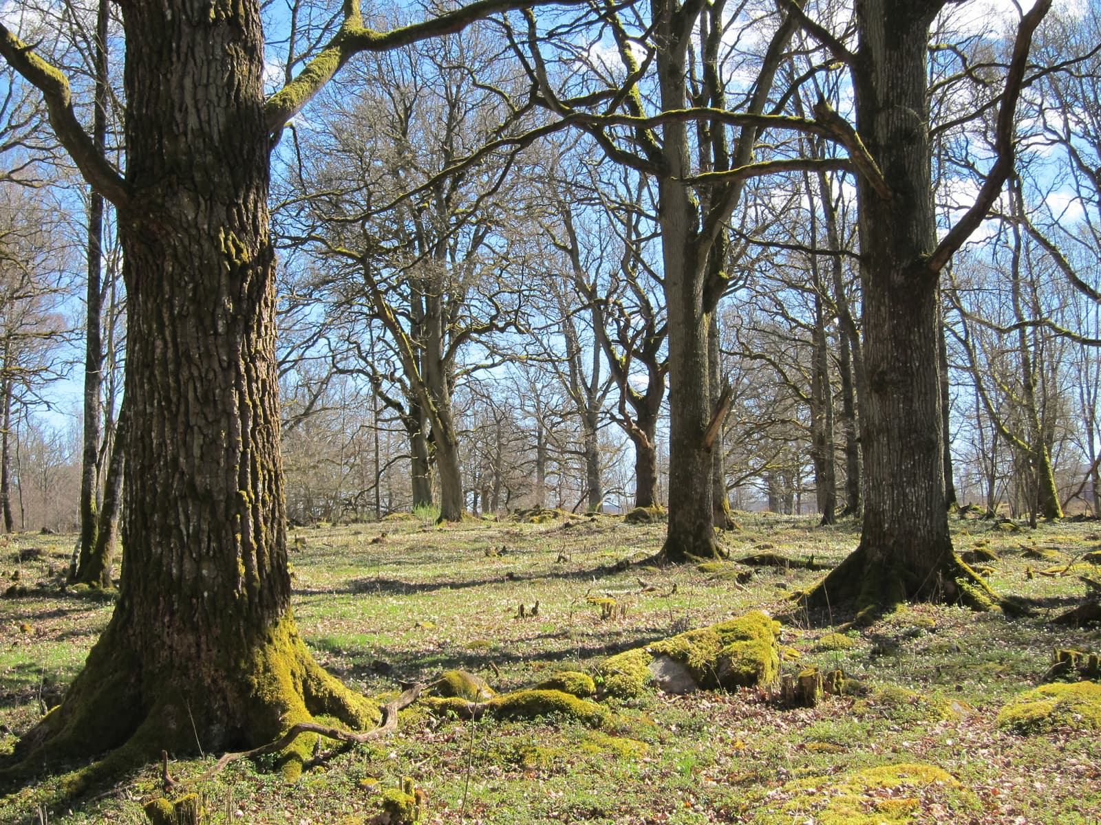 Skålltorp naturreservat: En ekrik oas