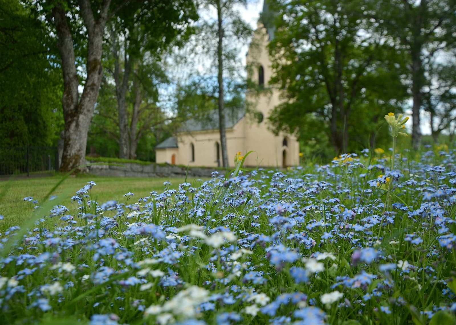 Hablingbo Vingård: Där Upplands jord frambringar nordisk vinmagi