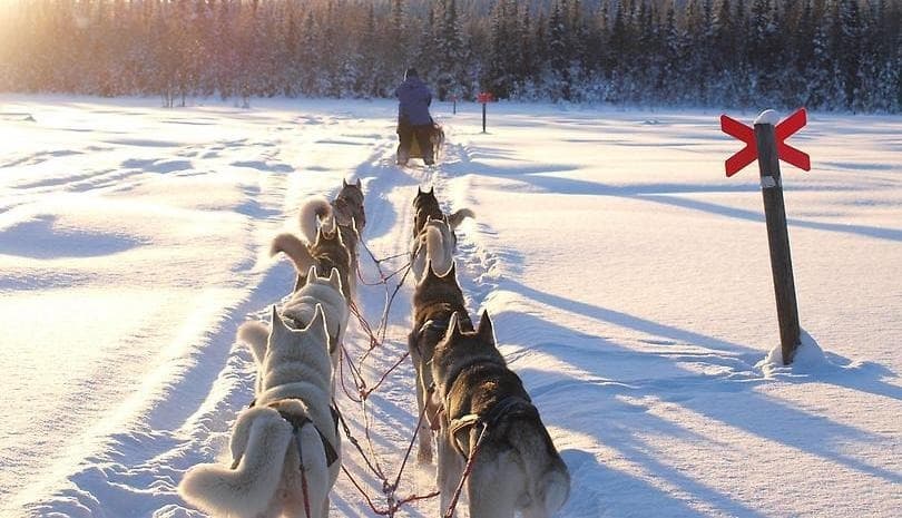 Nordic Husky Farm: Upplev Jämtlands Vinterprakt från Hundspannet