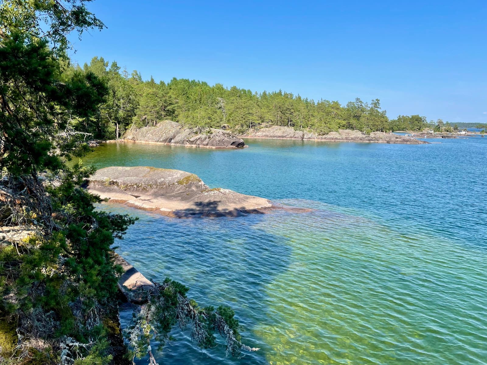 Tivedens vilda skogar: en resa genom tid och natur