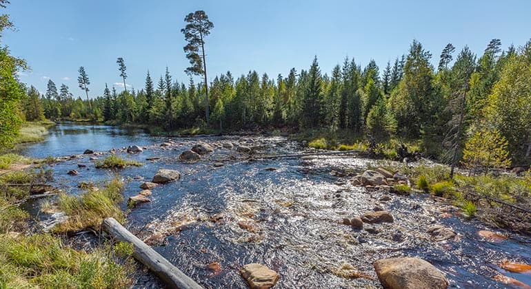 Utnäsets naturreservat: Trollsk skog vid Vättern