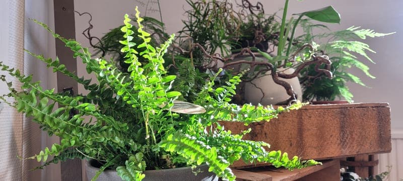 Vänerns Blomstrande Oas: Expertråd för Hållbar Trädgårdsglädje i Värmland