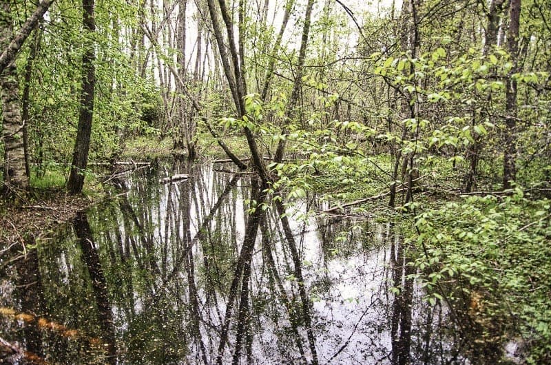 Ginbergsängen Naturreservat: Klarälvens Geologiska Skatter
