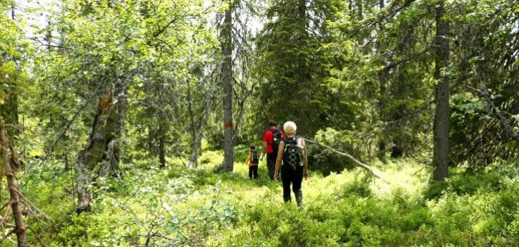 Sillebottens stig – Upptäck vildmarken vid sjön Foxen