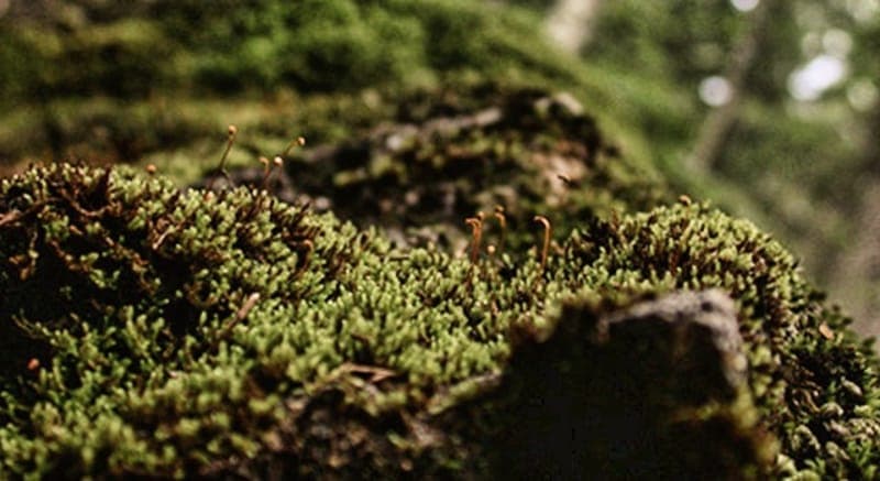 Stenbäckens Biologiska Mångfald: Värmlands Naturoas