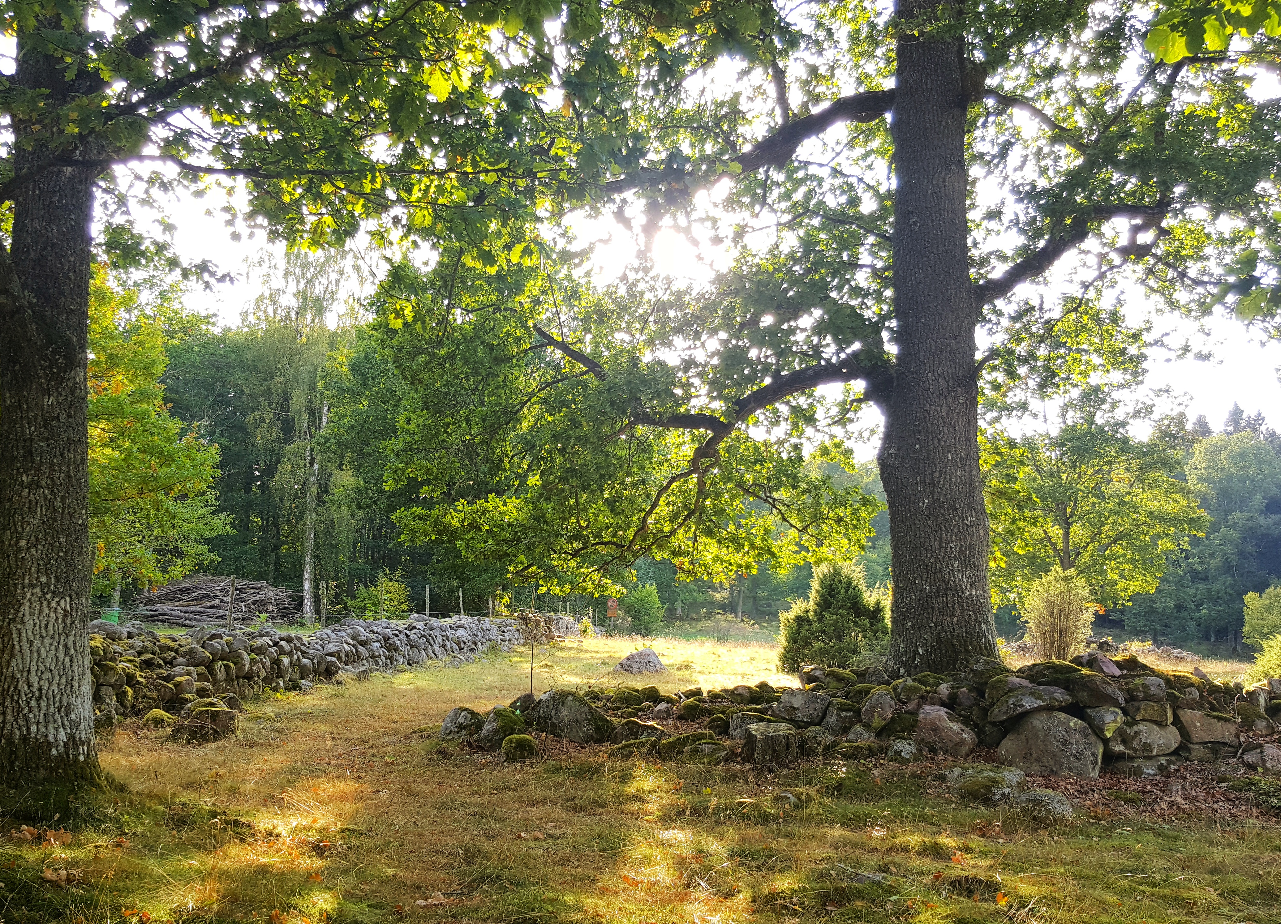 Garparörs Naturreservat: En tidsresa genom Västergötlands hjärta