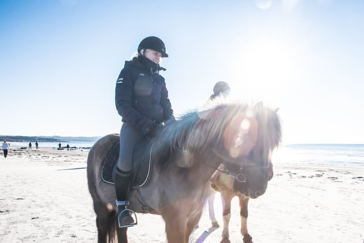 Islandshästar längs Olofsbos Kustlinje