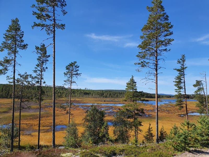 Norra Värmland VIP Tour: Dyk ner i vildmarken