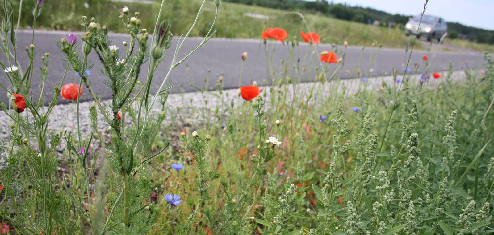 Töretorp Ställplats: En rofylld stund i Herrljungas natur