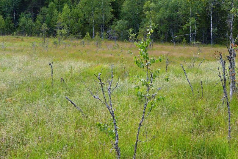 Stormyren: Värmlands orörda våtmarkspärla