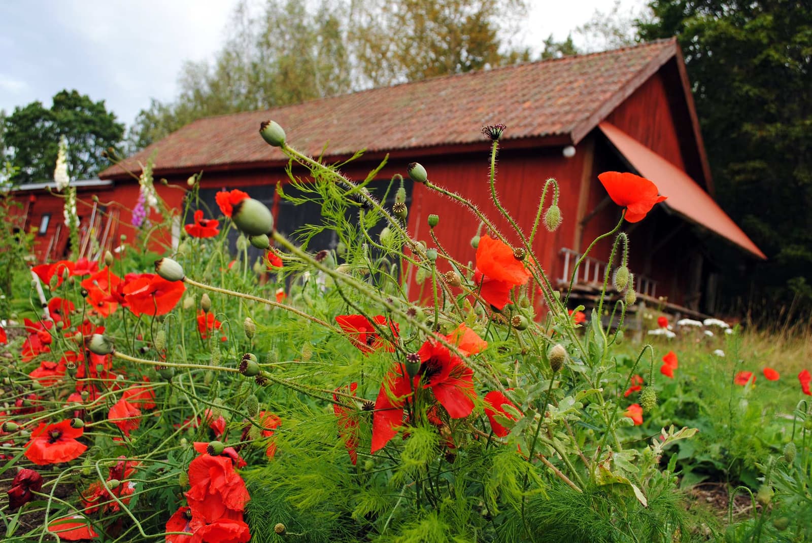 Sunnansjö Gård – Ekologiskt vid Strandsjön