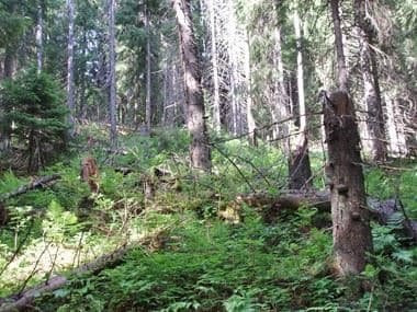 Svedjebovallen: Vandra i historisk granskog
