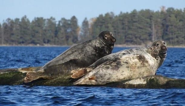 Säl- och Havsörnssafari i Axmar