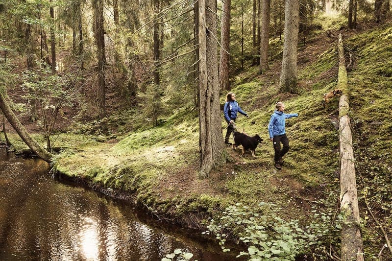 Mana-Örbäckens Naturreservat: Värmlands Oas av Urskog