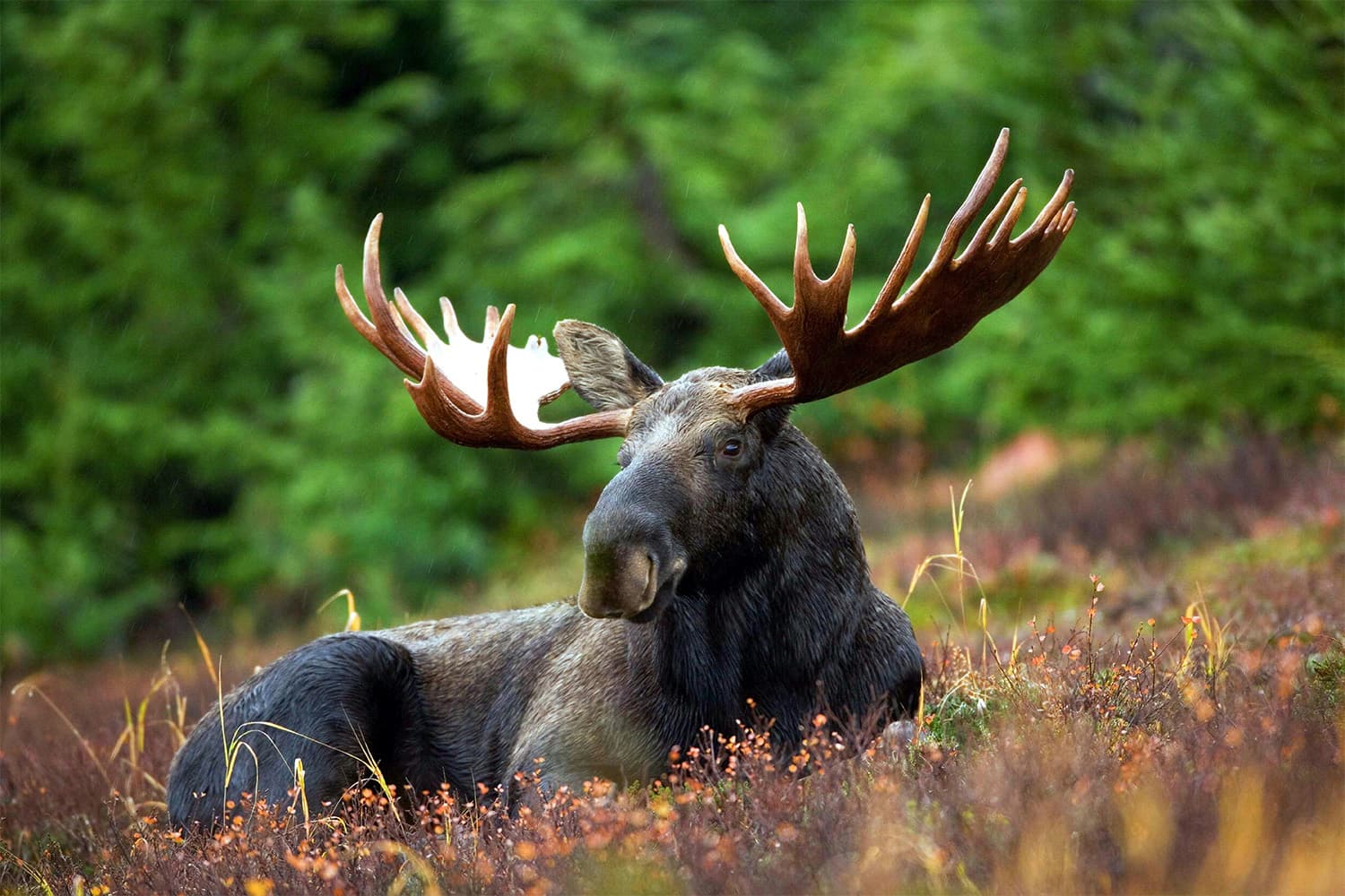 Tivedens Naturguide – Upptäck Vildmarken