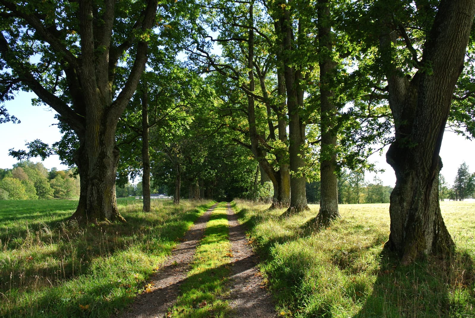 Baldersnäs naturreservat: Dalslands pärla vid Laxsjön