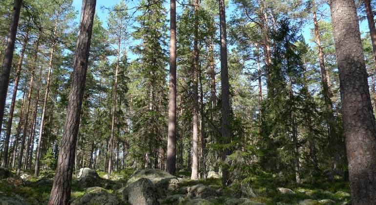 Rosslavallen: Urskog av Höga Tallar vid Kusten