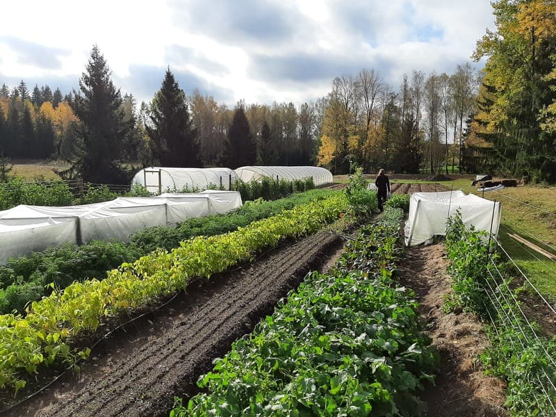Värmlands gastronomiska pärlor: En smakresa längs Klarälven