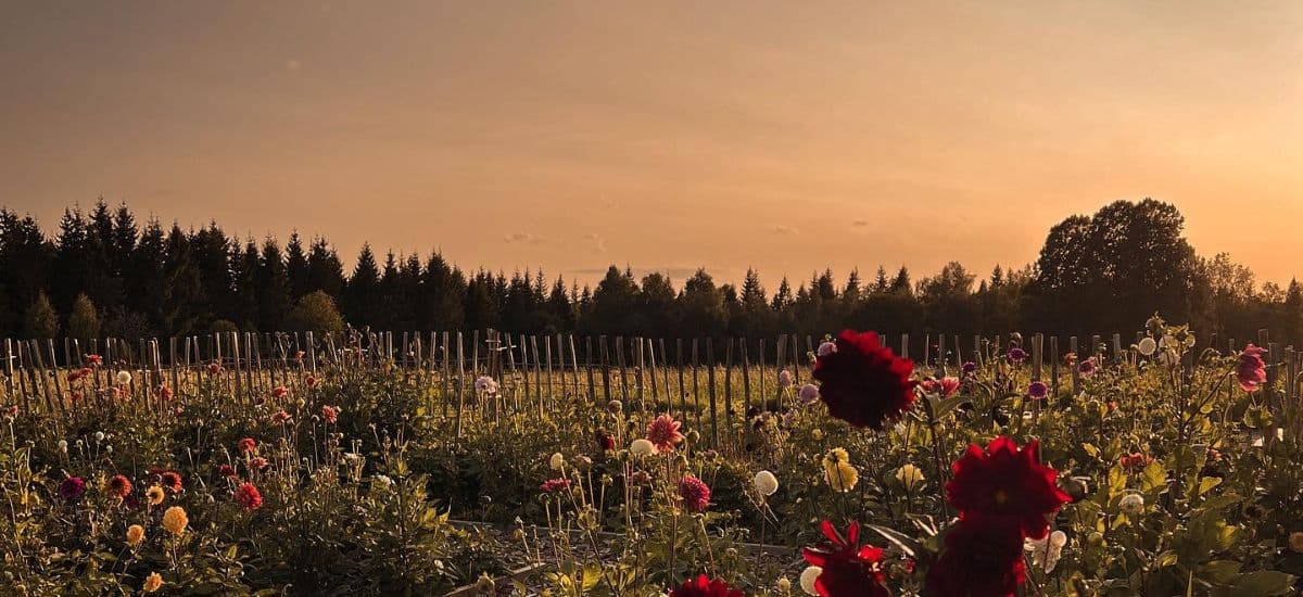 Vädd & Vallmo: Självplockarens blomsterparadis