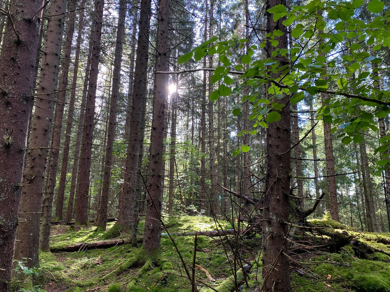 Naturreservatet Åsnebo: Där Urskogen Lever
