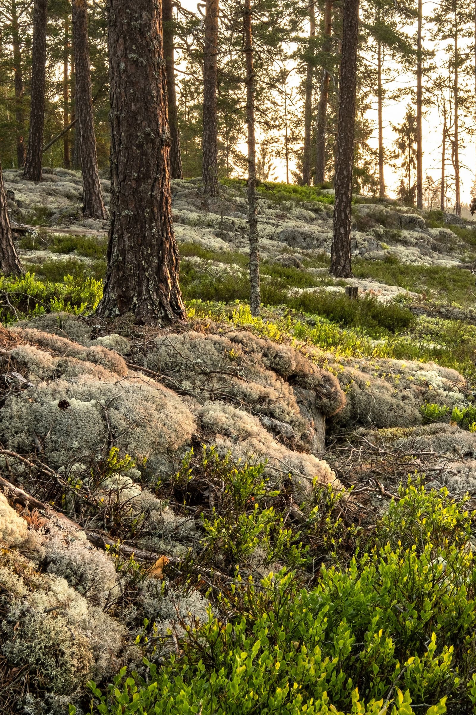 Bruksleden: Vandring genom Västmanlands historia och natur