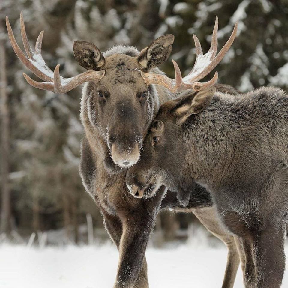 Värmlands Älgpark: Möt skogens konung