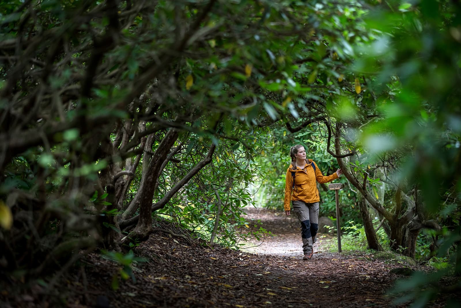 Trollstigen på Billingen: En Geologisk Vandringsled