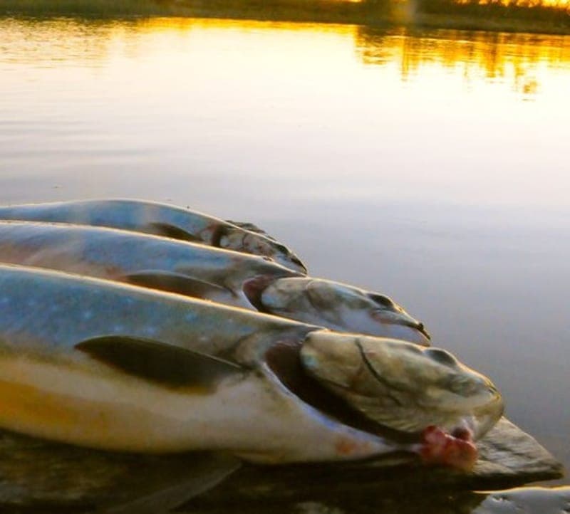 Put-and-Take fiske: Stillhet i Ekshärads skogar
