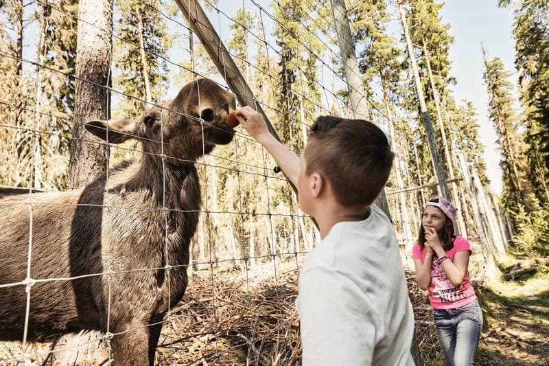 Värmlands Älgpark: Nordens Konung Väntar i Sitt Rike