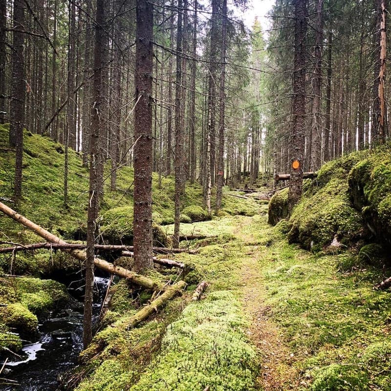 Klässbols Vildmark: Trailrunning Bland Uråldriga Skogar och Kulturarv