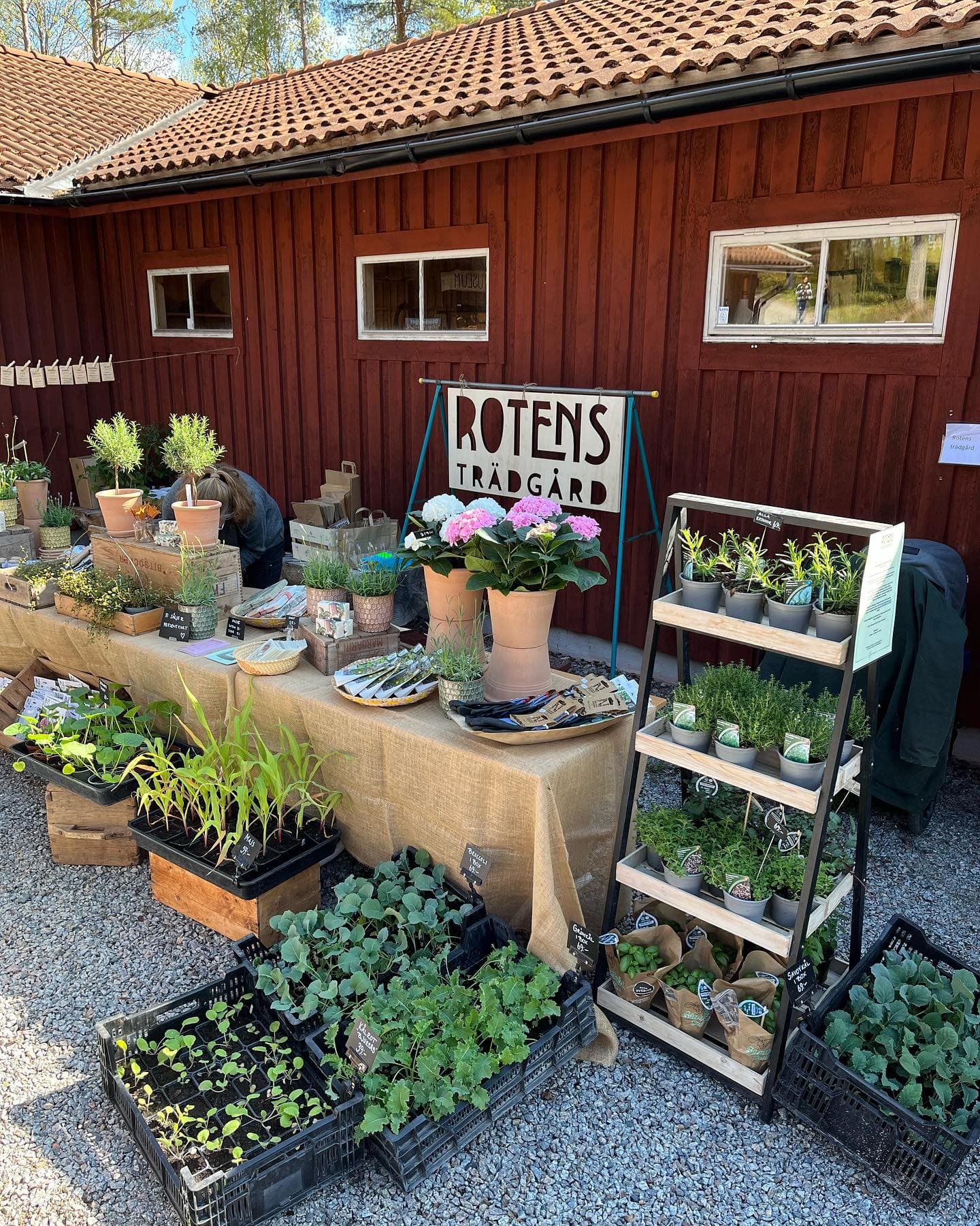 Rotens Trädgård: En Resa för Själen i Dalarnas Hjärta