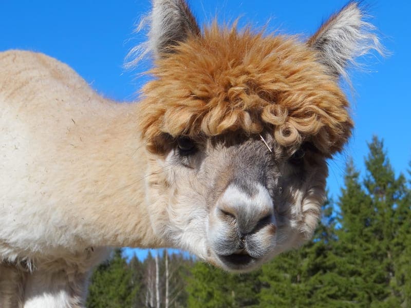 Vallarnas Gård: Lantlig Idylle och Alpacaäventyr i Värmland