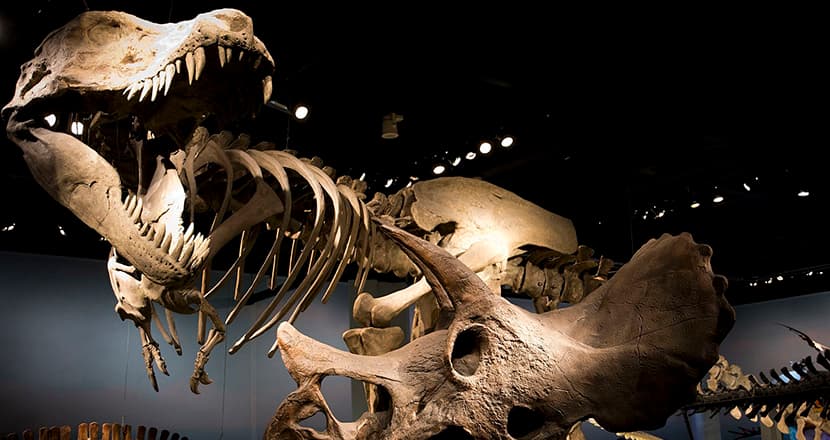 Naturhistoriska riksmuseet: En Djupdykning i Livets Under