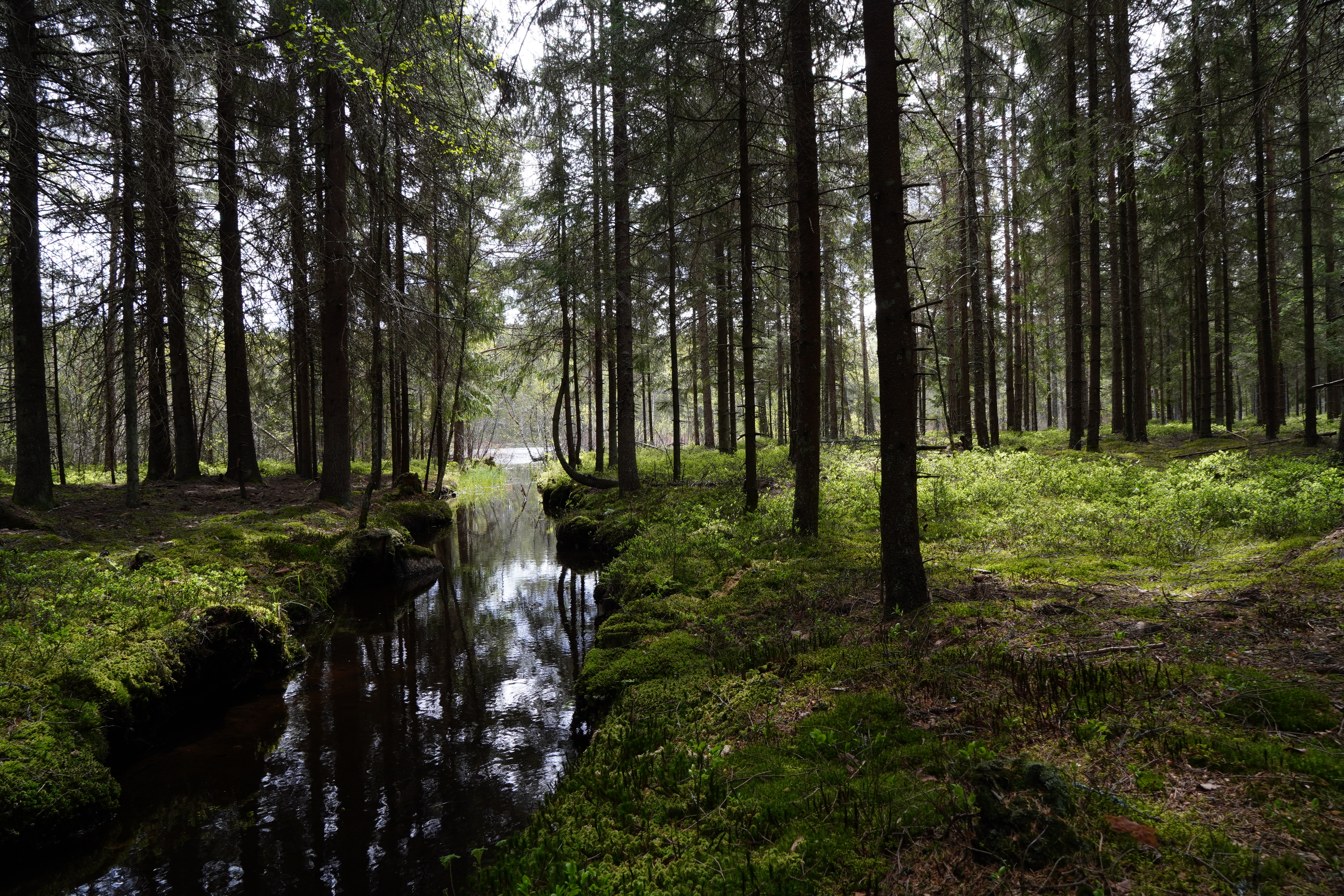 Motion i Dals Långeds natur: Vandra och njut av vyerna