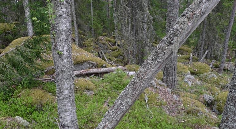 Svarvtjärnsbergen: Där Urskogen Viskar Historier