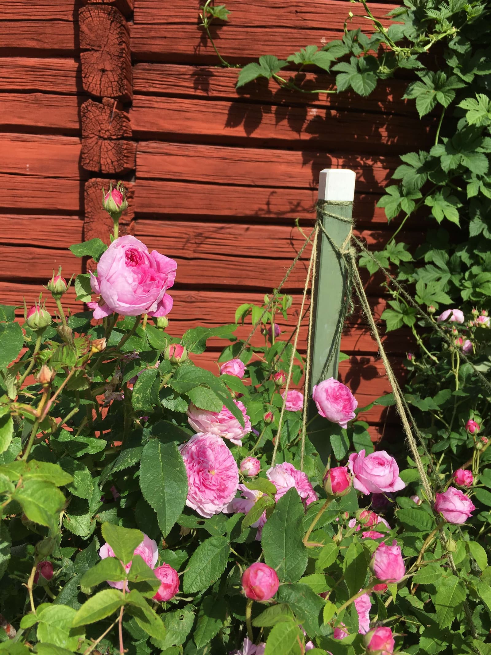 Erik-Anders Trädgård: En blomstrande tidsresa