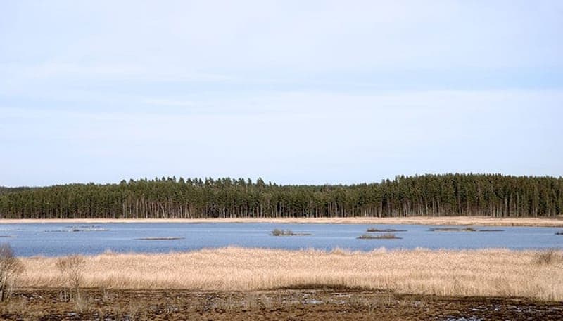 Norra Hyn: Värmlands fågelsjö och landsbygdens lugn