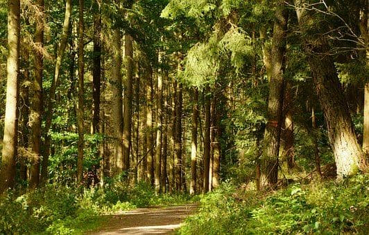 Torsåkers Naturreservat: En Oas för Friskvård och Upplevelser i Gästrikland
