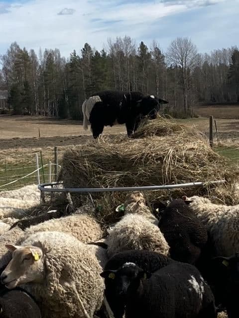 En smakresa genom Hälsinglands hjärta på Utegården