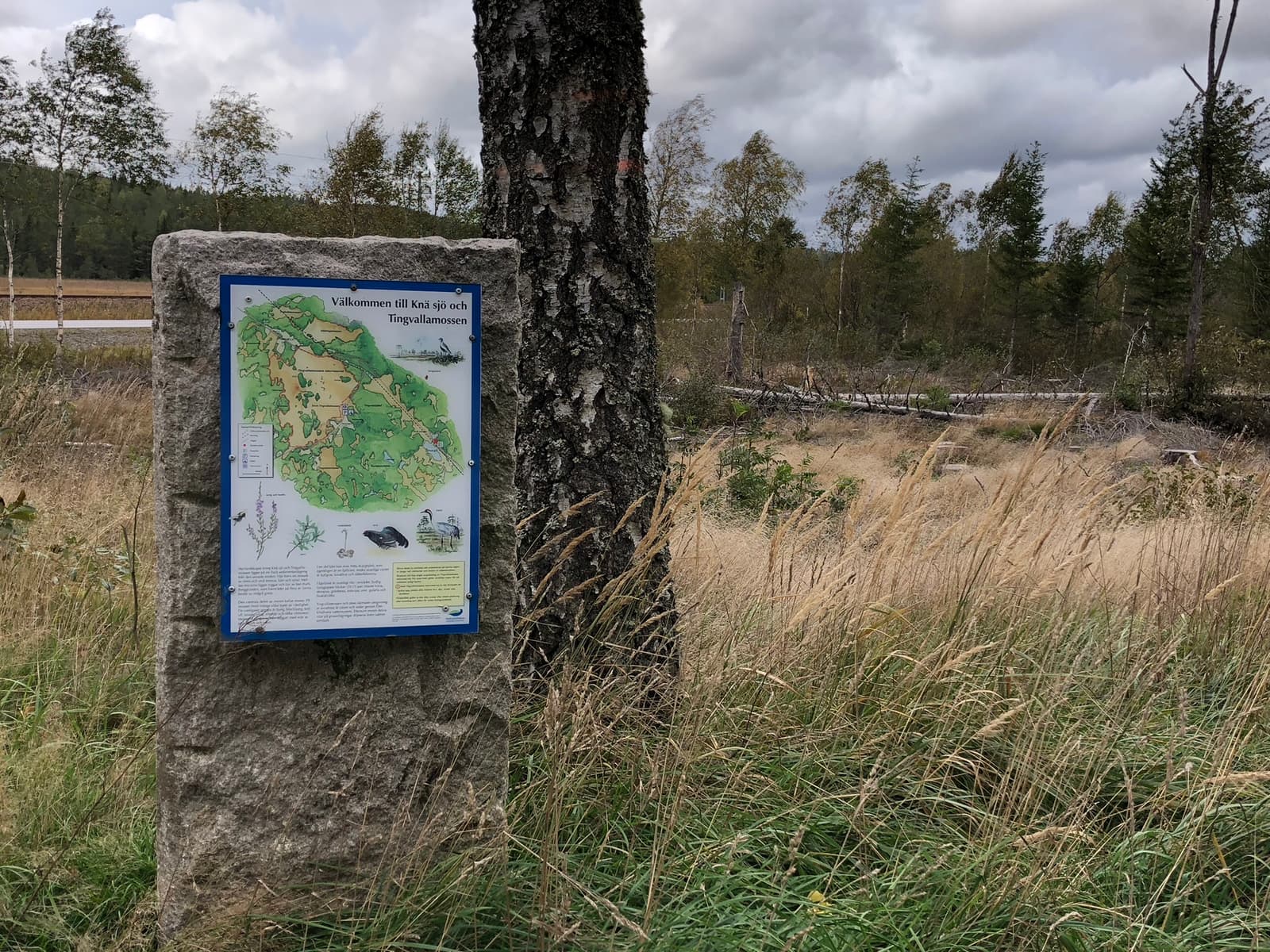 Tingvallamossen Naturreservat: Ett Fönster mot Dalslands Vilda Hjärta