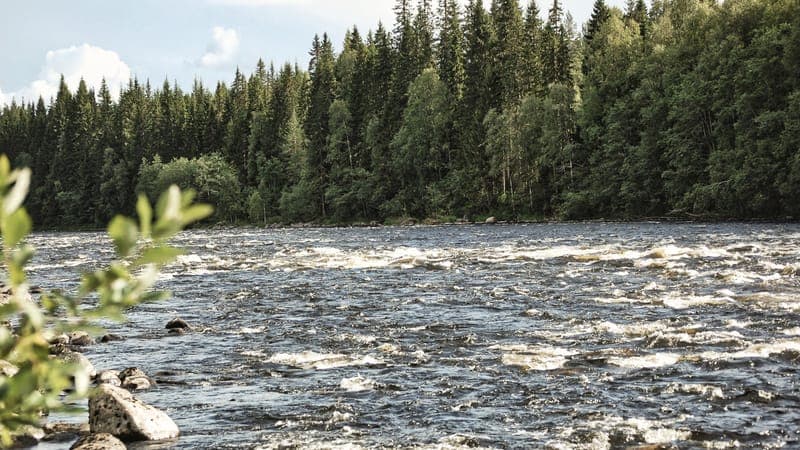 Strängsforsen: Klarälvens vilda, oreglerade kraft