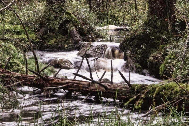 Örvattnets naturreservat – Värmlands orörda urskog