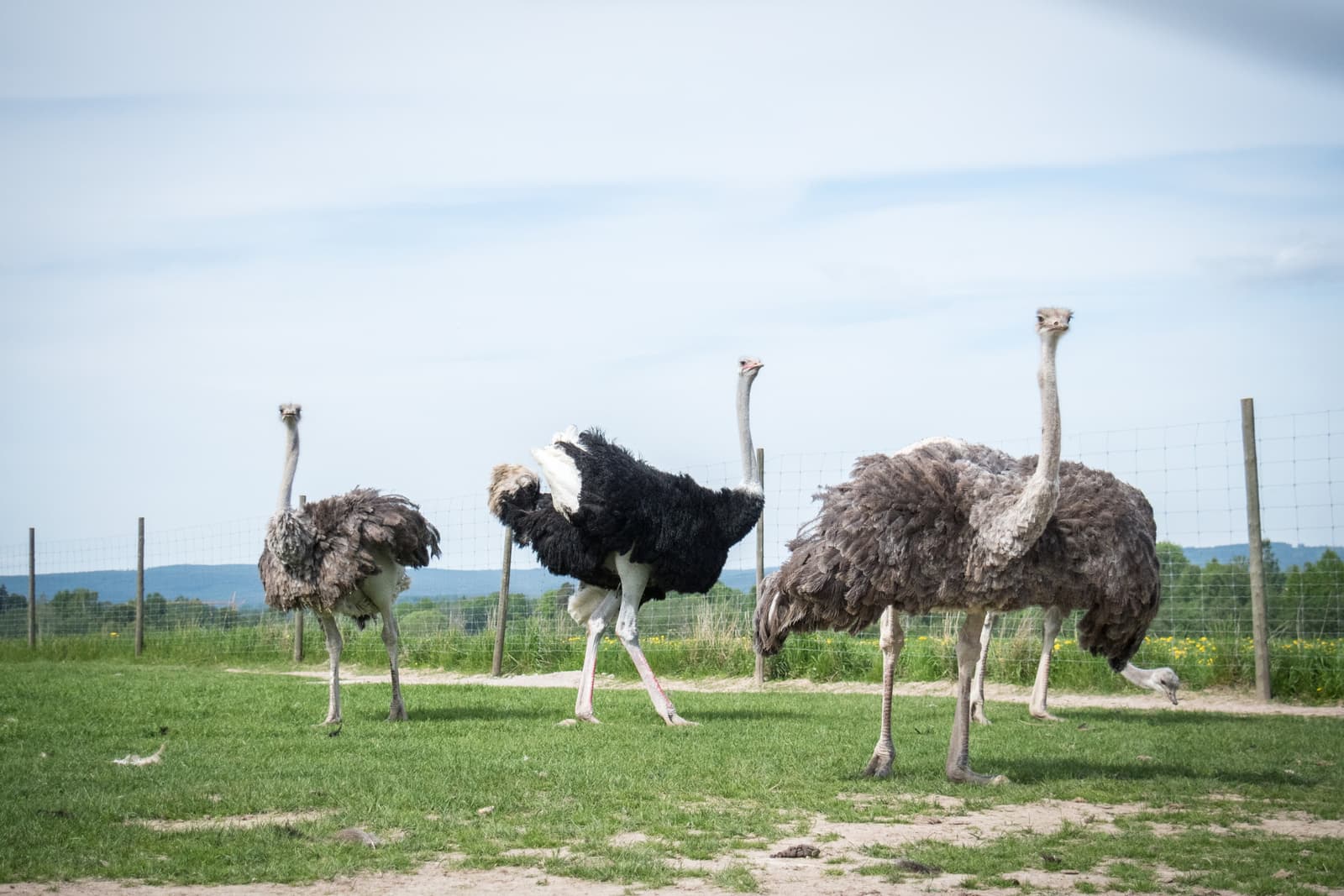 Strutssafari på Dalagården