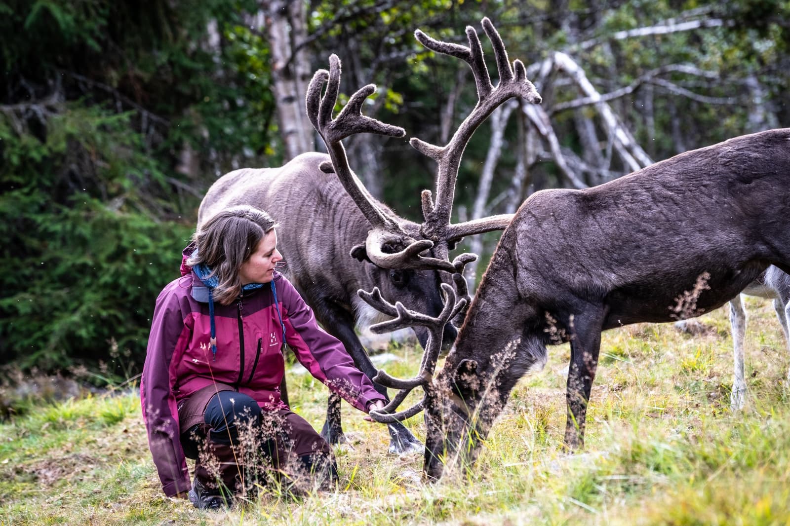 Renavandring i Dalarna: En Fridfull Nära Natur-upplevelse