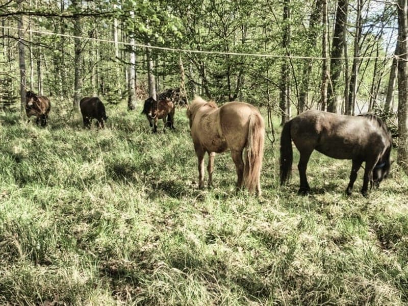 Nybackgård: Hästupplevelser i Värmlands lugn