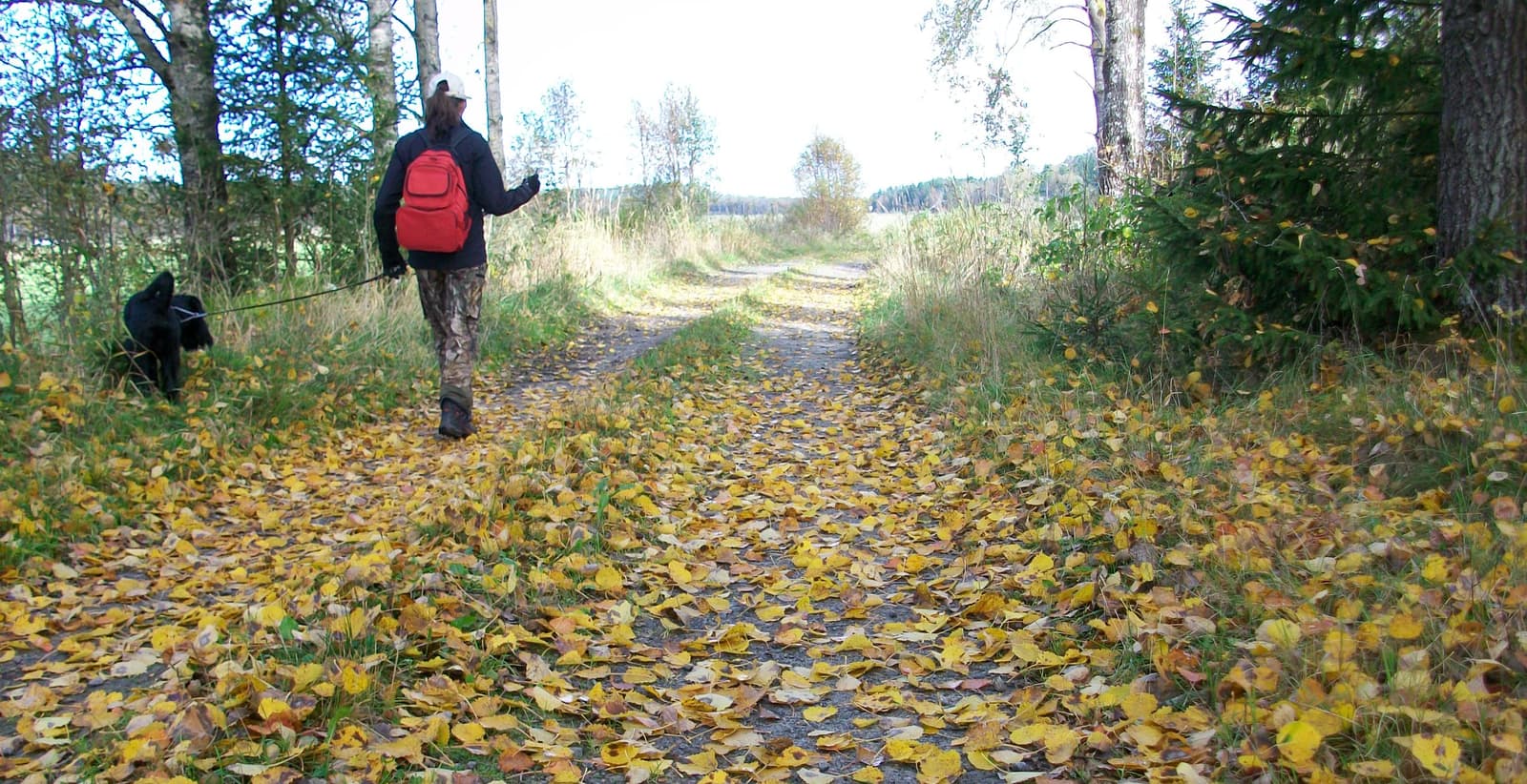 Oxabanan: En resväg genom historia och natur
