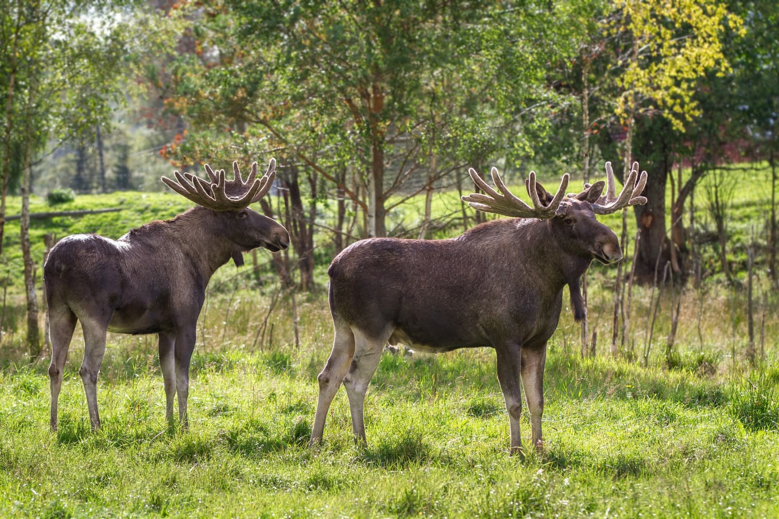 Skullaryd Älgpark: Möte med Skogens Kungar