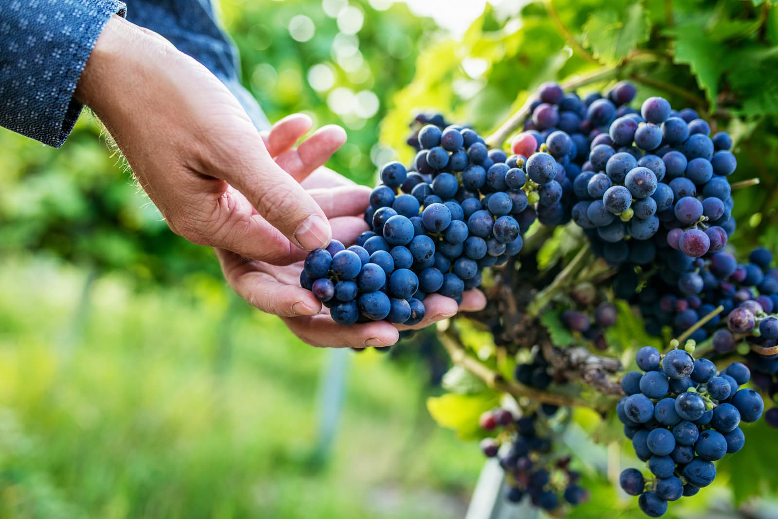 Vejby Vingård: Smaka på Skånes unika terroir