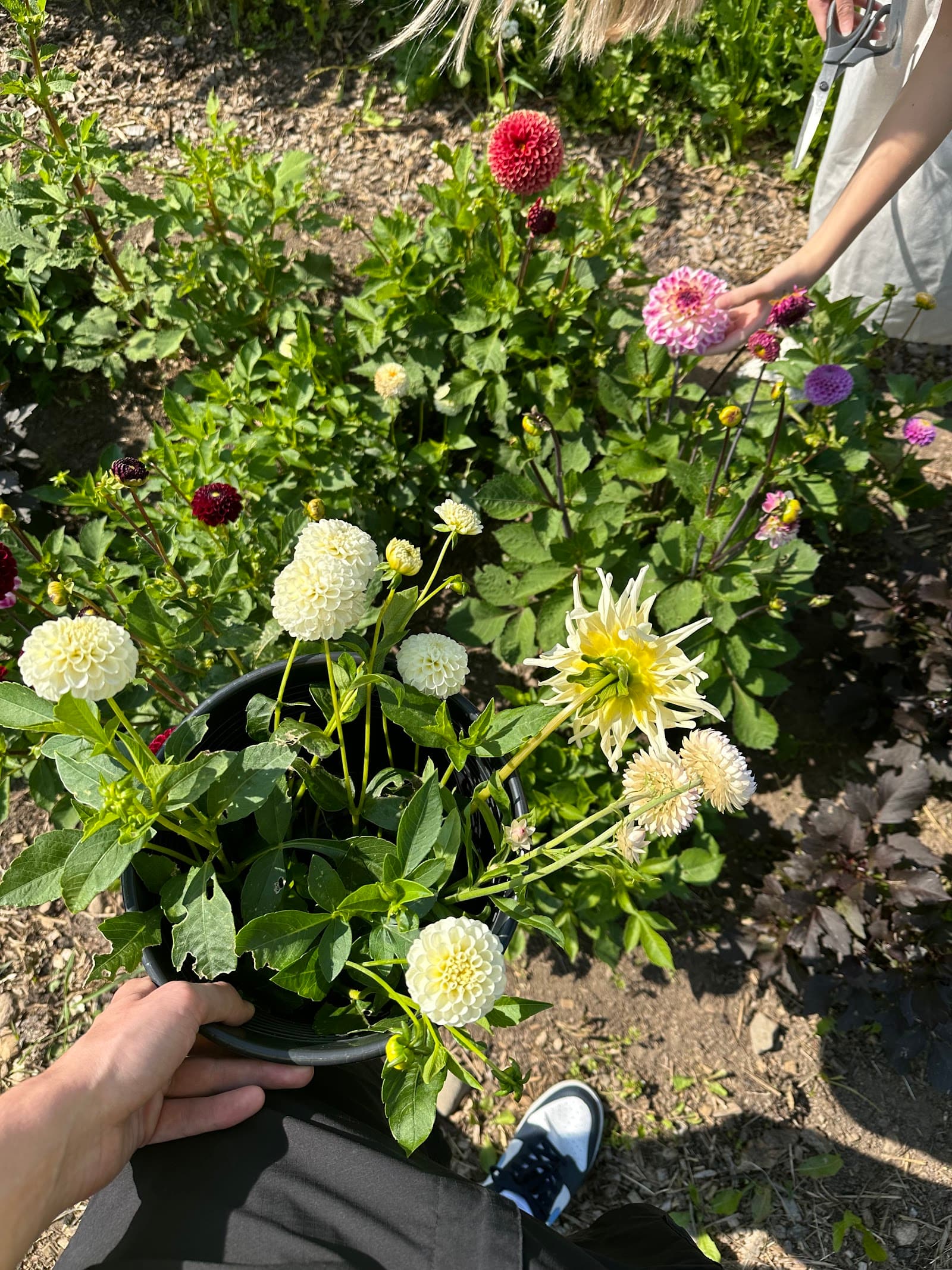 Närkesblomman: Gårdsglädje och Lokala Skatter